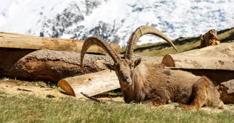 Parc animalier de Merlet