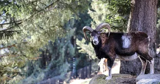 Parc animalier de Merlet