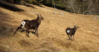 Parc animalier de Merlet