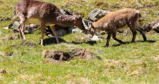 Parc animalier de Merlet